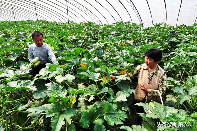 记住这个药，病害治不住，就用它，只需喷2遍，就可将病害铲除