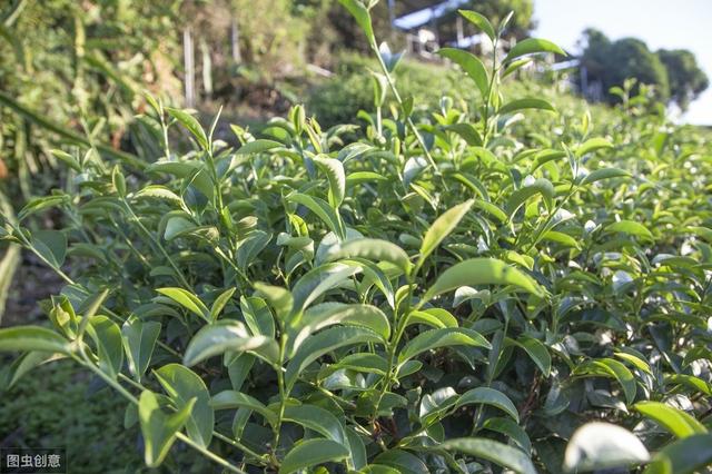 针对茶树小叶蝉的治理方法，达到改善植株生长环境条件，提高产量4