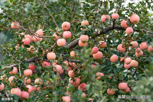 苹果长果锈影响果实外观品质，苹果生锈的原因和防治方法有哪些？11