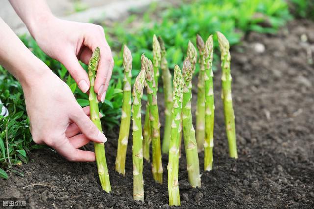 芦笋的种植技术分享，从选种到病虫害防治5