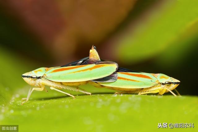 这个新药专治蚜虫白粉虱蓟马，瞬间阻止害虫吮吸，1天杀死害虫5