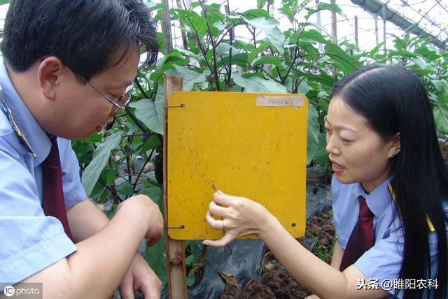 这个新药几分钟即可杀死害虫，可杀30多种害虫3