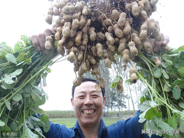 花生种植常因茎腐病而减产，掌握好发病规律，综合防治夺高产！3