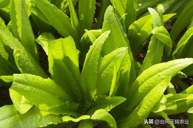 蔬菜常用农药介绍 杀菌剂——霜脲·锰锌 附蔬菜用药方法3