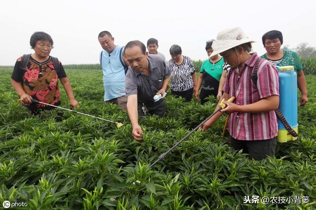 这几种肥料能够杀菌灭虫防治作物病虫害，但大部分农户却不知道！7