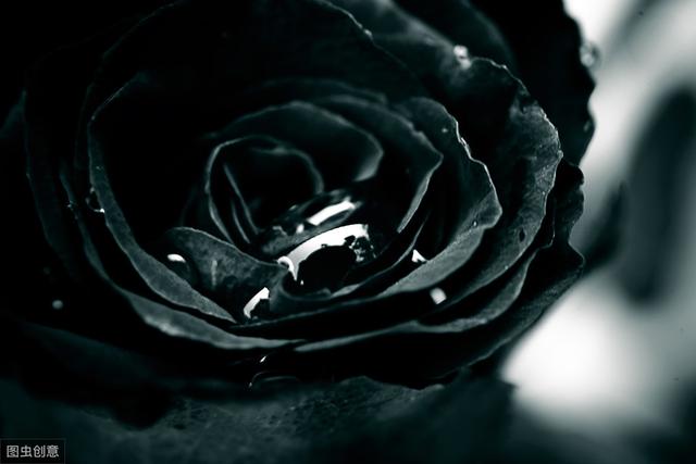 厄瓜多尔玫瑰花的花语是什么