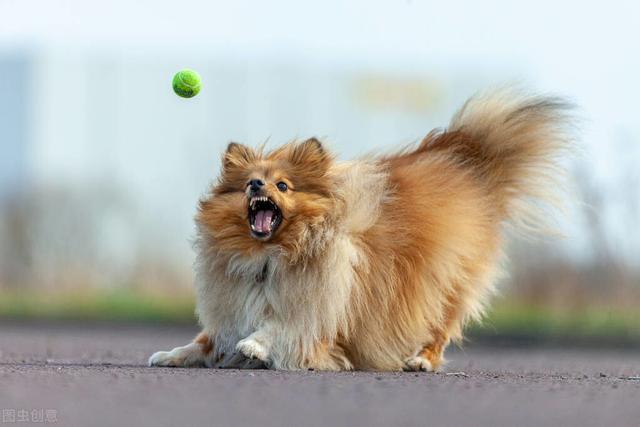 喜乐蒂牧羊犬 喜乐蒂牧羊犬（喜乐蒂牧羊犬掉毛程度） 动物