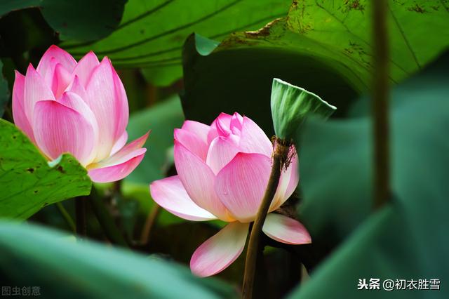 莲花 莲花（莲花图片） 生活