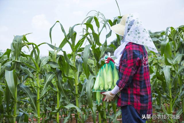 玉米夏季容易爆发蓟马虫害，掌握虫害规律特征、巧妙防治很关键12