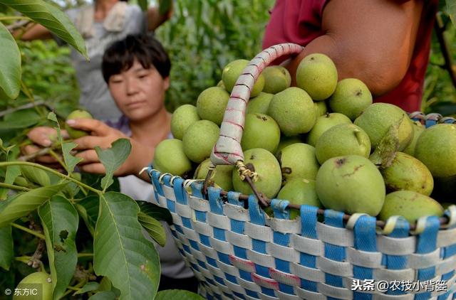 核桃果树“偷懒”不挂果，几个妙招管理果实挂满枝！2