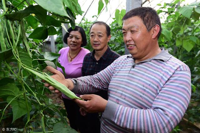 农民种植四季豆，在后期采取这种方法，菜豆多结荚，产量高5