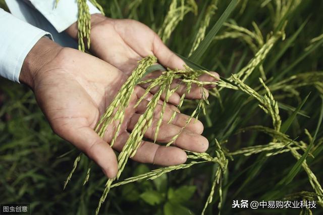 嘧菌酯杀菌效果好，适合多种作物使用，这6个优点你得知道3