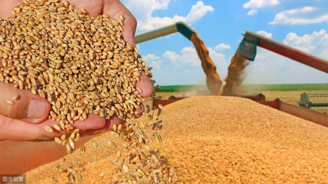新麦大量上市，农民存储条件有限！记住这俩办法让小麦多放两年1