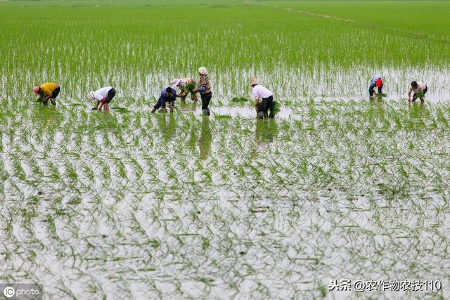 水稻育苗提高成活率的关键是什么？该怎么培育壮苗？