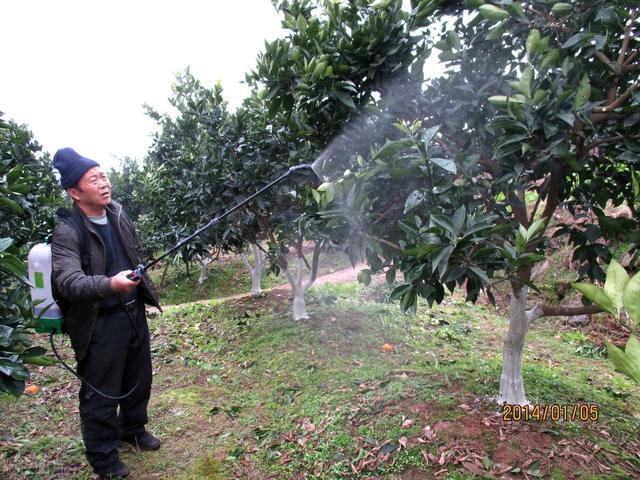 9月柑橘红蜘蛛常打常有？“两药一肥”不可多用！这张配方请收藏6