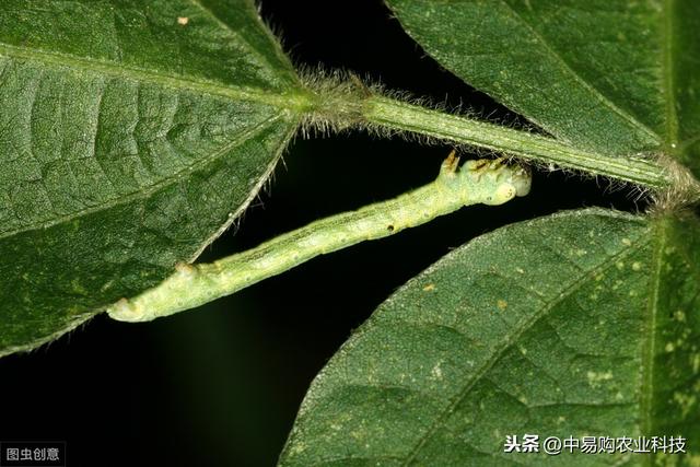 苏云金杆菌了解这些，杀虫只需几分钟！持效期达20天以上1