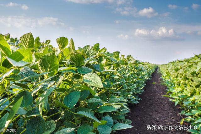 夏大豆怎么种植才能高产？（实用）5