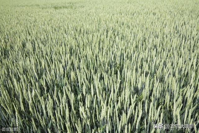 小麦灌浆水，现在能浇了吗？什么时候浇？把握住时间点为好3