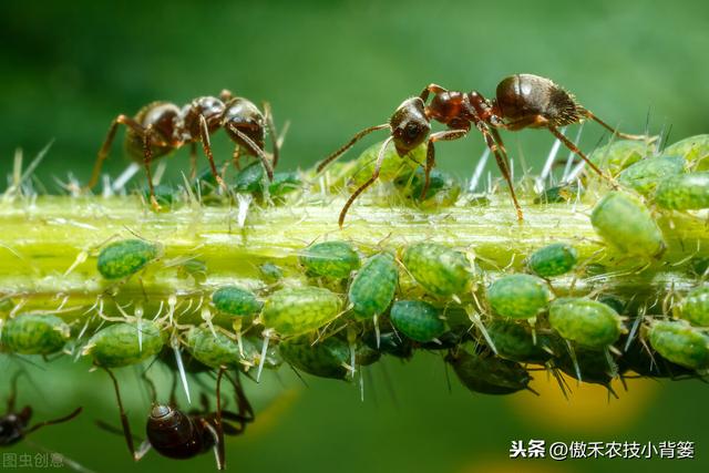 春季变暖，蚜虫即将爆发，掌握技巧早防早治，重防田间蚜虫危害