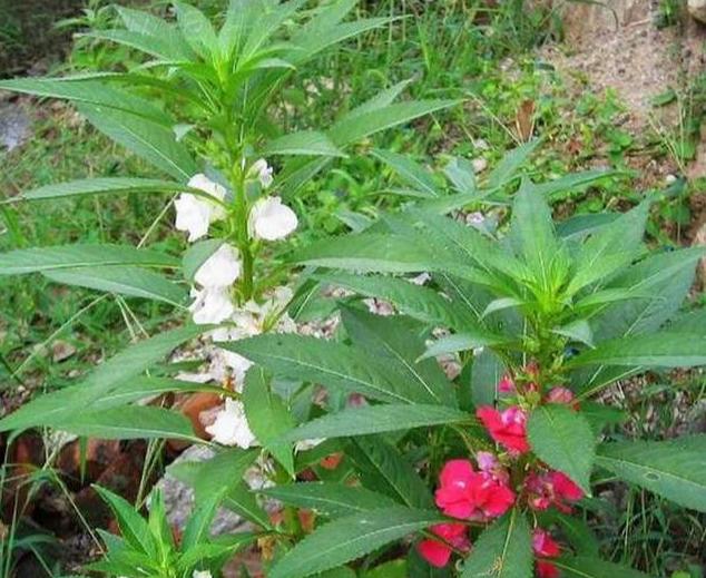 指甲花的学名叫什么 指甲花的学名叫什么（凤仙花是指甲花的学名吗） 生活