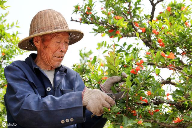 石榴落花落果太严重，多半是这些原因引起，以后要加强几方面管理6