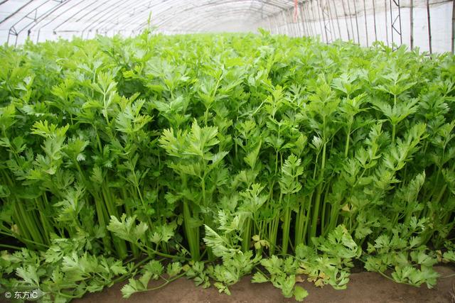 夏季芹菜种植技术和种植时间 西芹四季高效种植技术，你会吗？其实很简单