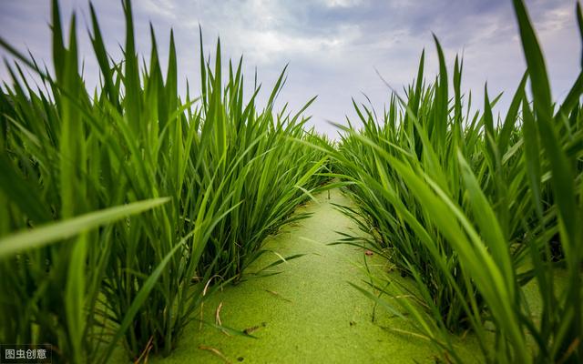 种植茭白、莲藕、水芹重要高产技术，掌握田间病虫害防治提高产量