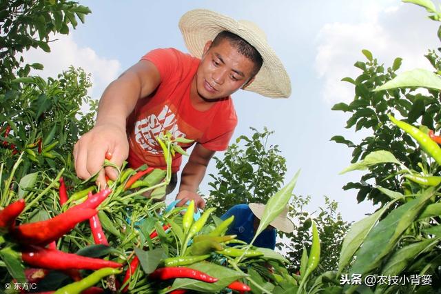 辣椒开花坐果困难、经常落花落果的原因有哪些？有哪些防治方法？