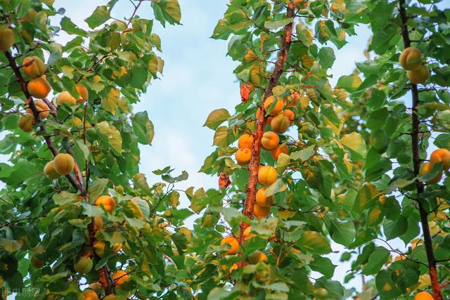 详解杏树栽培管理，来学学杏树播种、嫁接管理，病虫害防治5