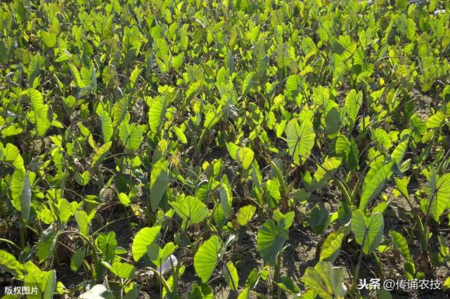 长汀香芋种植技术及病虫害防控，简单实用又简单，经验老农来支招5