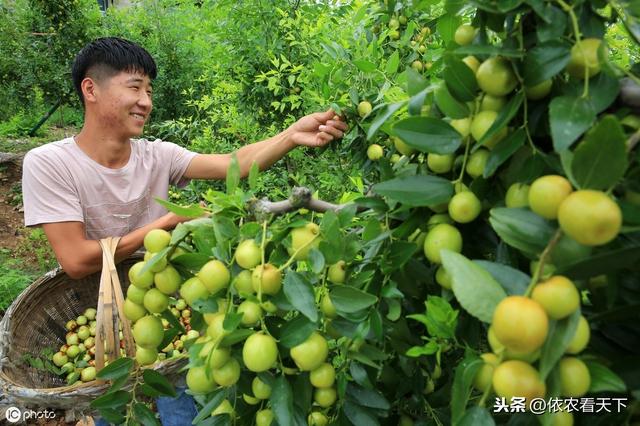 枣树绝症“枣疯病”，别再找特效药，这种病只能这样防治6