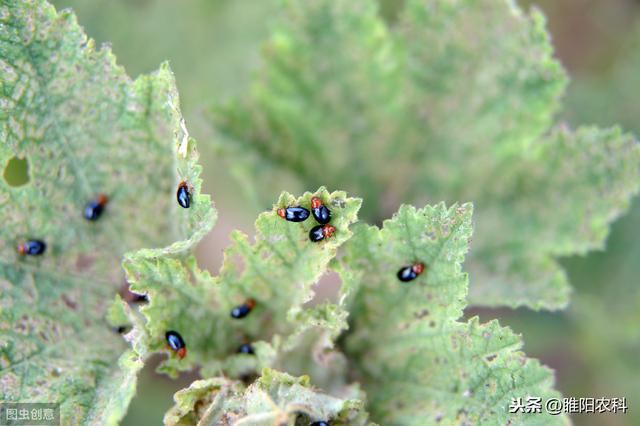 这个新药，一次用药青虫、粉虱、蚜虫、蓟马全搞定，喷一遍顶三遍4