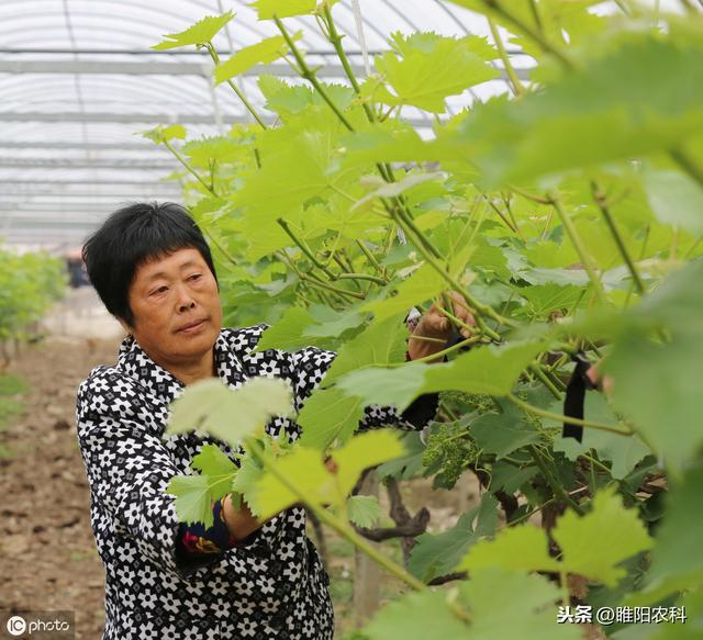 绿盲蝽危害极大，抓紧防治1