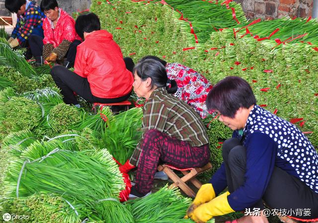 韭菜种植做好这五点，苗株根系发达、叶片肥大，产量品质有保证6