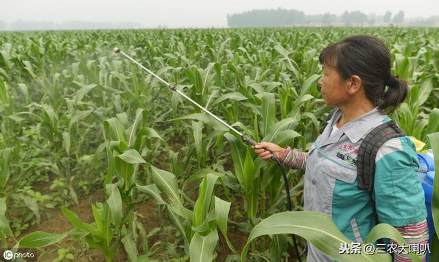 玉米病虫草害怎么防？推荐几个用药配方！关键时候能用上1