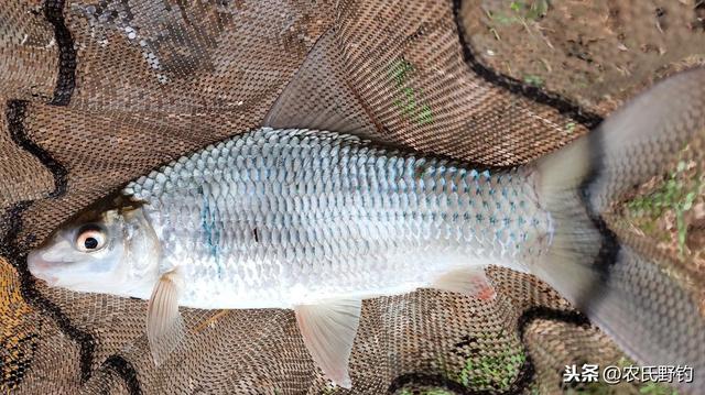 釣鯪魚怎麼選釣點,老釣友教你如何釣鯪魚