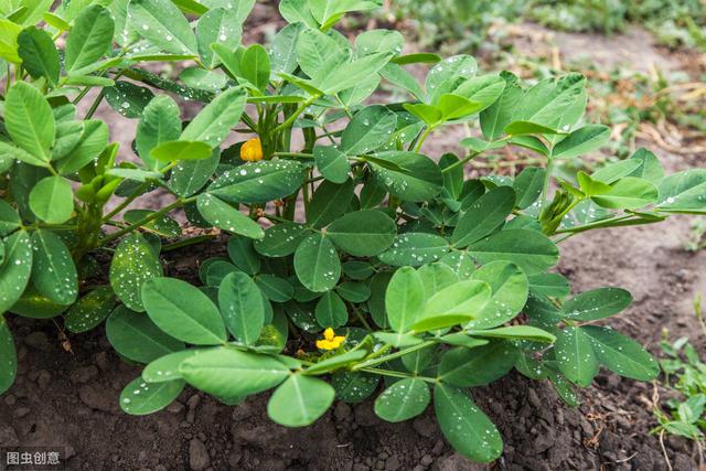 农民种植花生丰收技术，做好病虫害防治，有效提高花生坐果率5