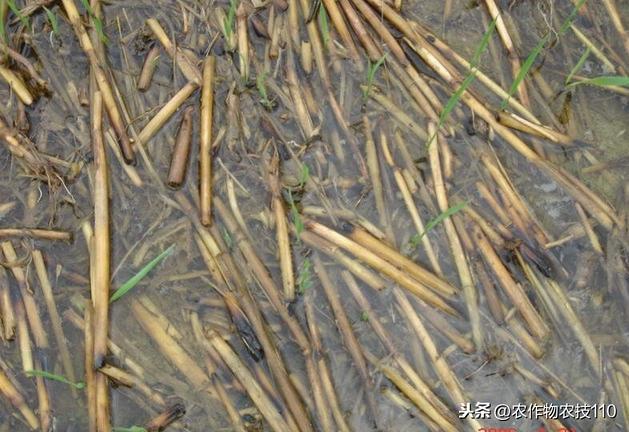 水稻田既省钱又省事的除草方法，只要做的好一亩可省30-40元？