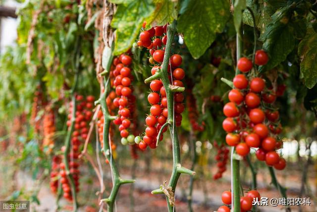 最强的生物菌，四小时增殖10万倍，能治90%的真菌、细菌病害2