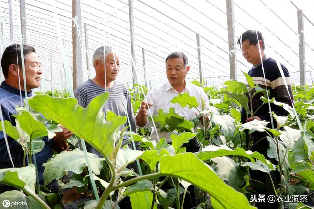 茄子设施种植中常见的4类虫害为害症状、特点及防治措施介绍3