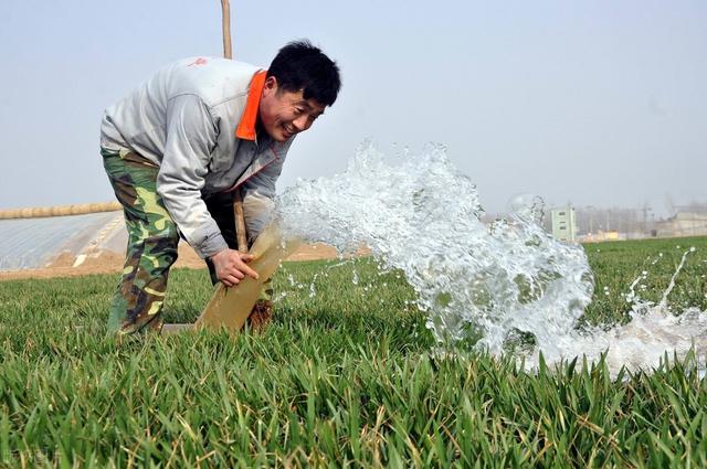 药害怎么补救最快？根据农药类型和生长阶段等，及早挽救3