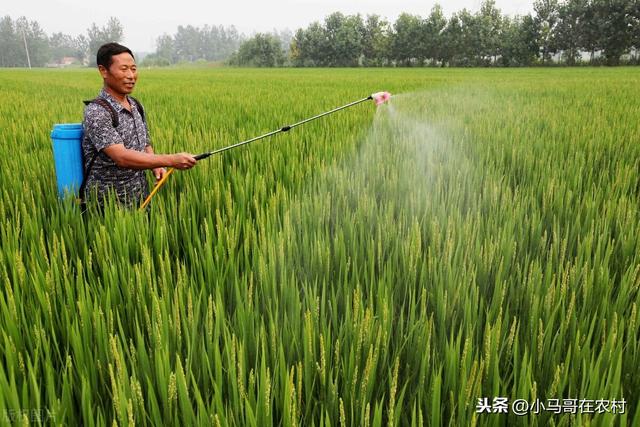 防治小麦蚜虫的3个药，效果都不错但都有优缺点，很多人还不清楚9