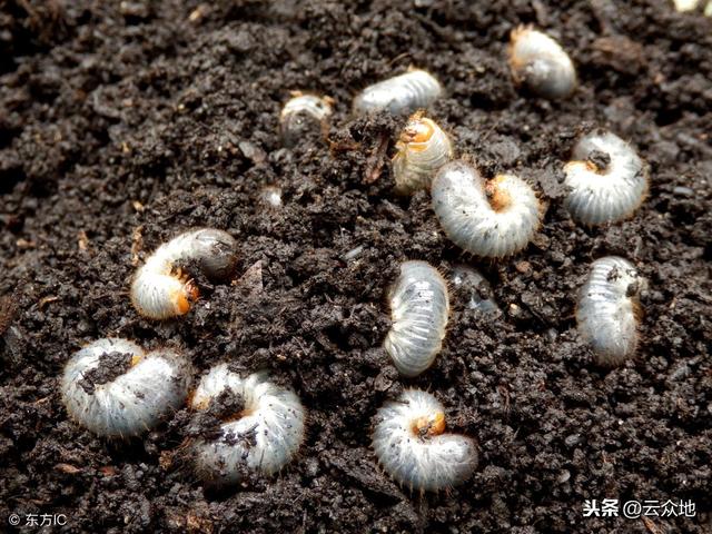 安全使用毒死蜱防虫技术，建议收藏！2