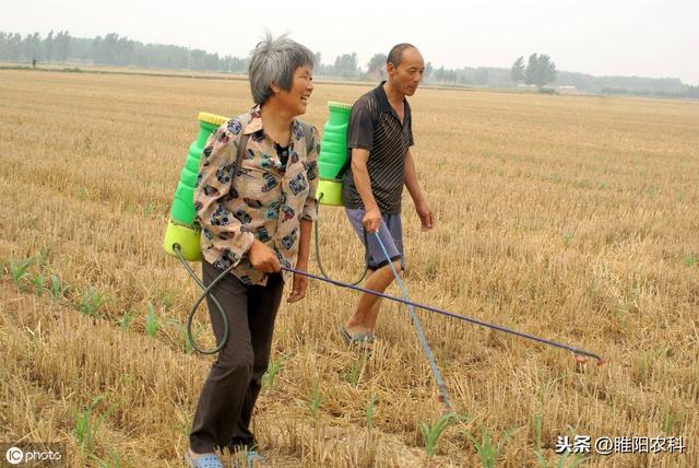 玉米田最好的除草剂，专杀芦苇、香附子等恶性杂草，斩草又除根4