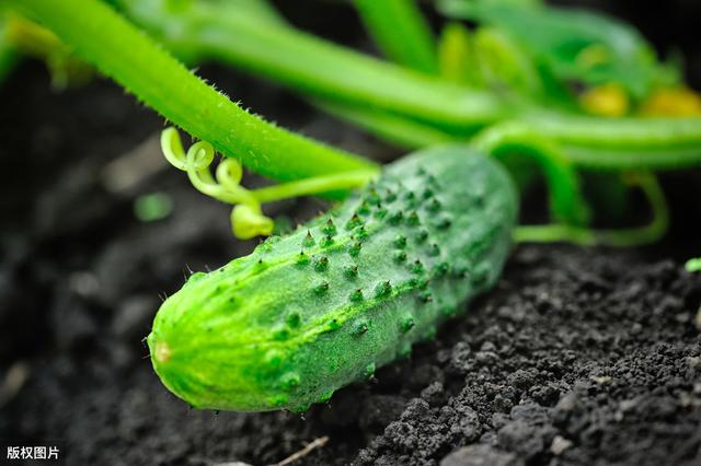 无公害蔬菜种植的理想农药杀菌剂——霜霉威，附9种蔬菜用药方法