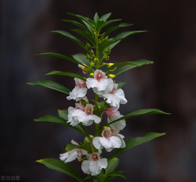 凤仙花的种植方法