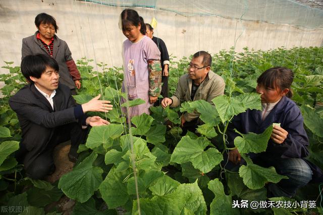 黄瓜发生“花打顶”问题不用愁，诱发原因和解决方法这都有10