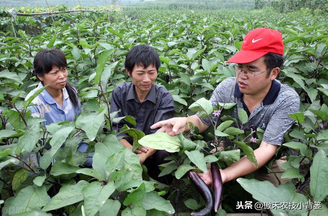 氨基寡糖素使用安全、功能强大、效果好，防治作物病害要巧用15