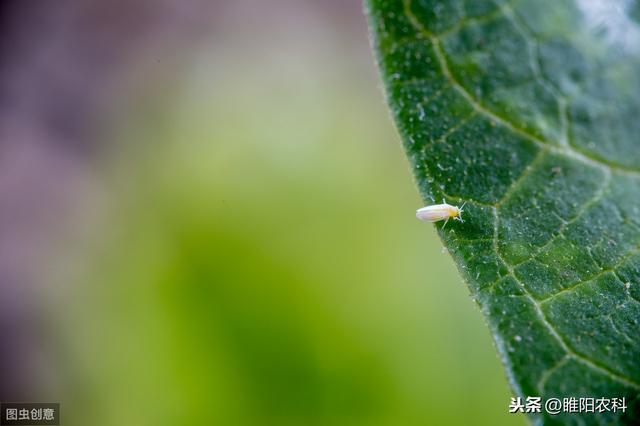 这个药专杀最难治的绿盲蝽、介壳虫、烟粉虱等害虫，喷一次管半月1