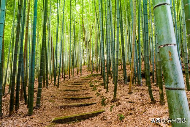 竹子常见虫害及其防治，农家大叔教你种植，一定要知道这几点12